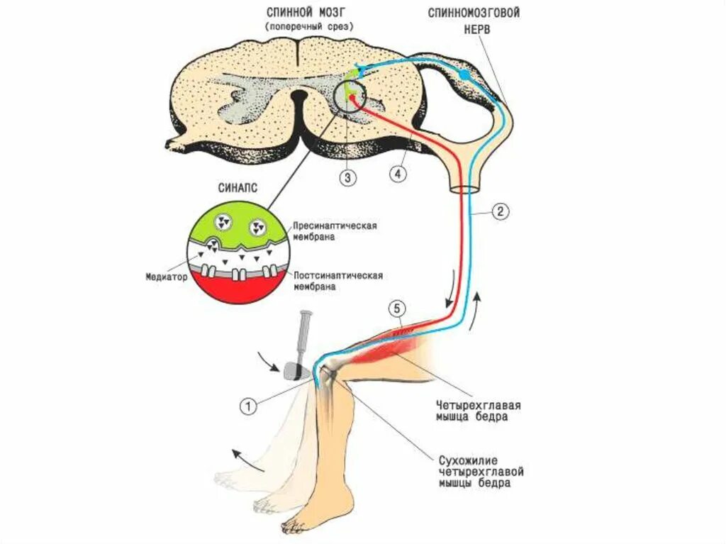 Спинной мозг и схема коленного рефлекса. Спинальный рефлекс схема. Строение рефлекторных дуг спинальных рефлексов. Коленный рефлекс спинного мозга схема дуги.