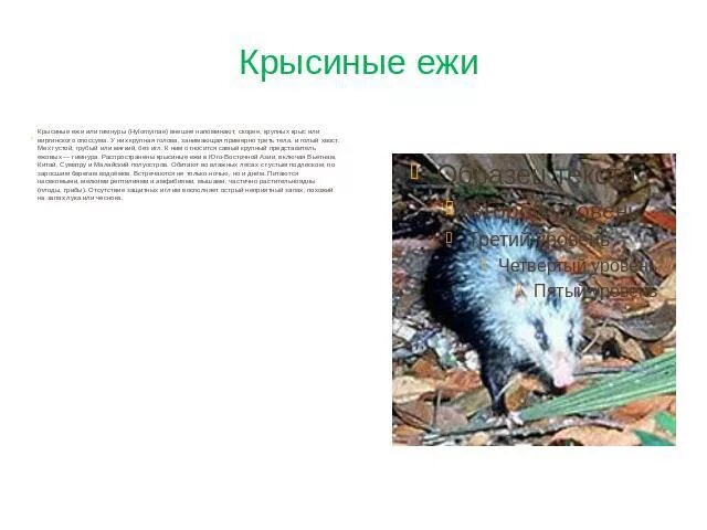 Крысиный еж. Крысиный еж