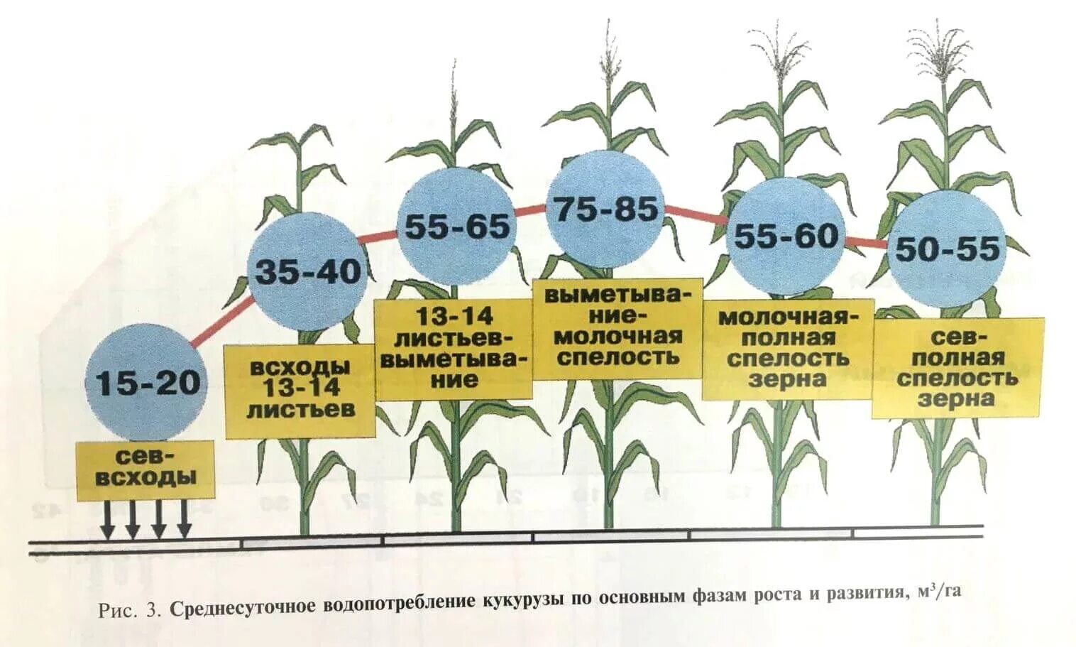 Через сколько времени вырастет. Фазы развития кукурузы схема. Периоды развития кукурузы. Фазы развития кукурузы картинки. Срок вегетации кукурузы на зерно.