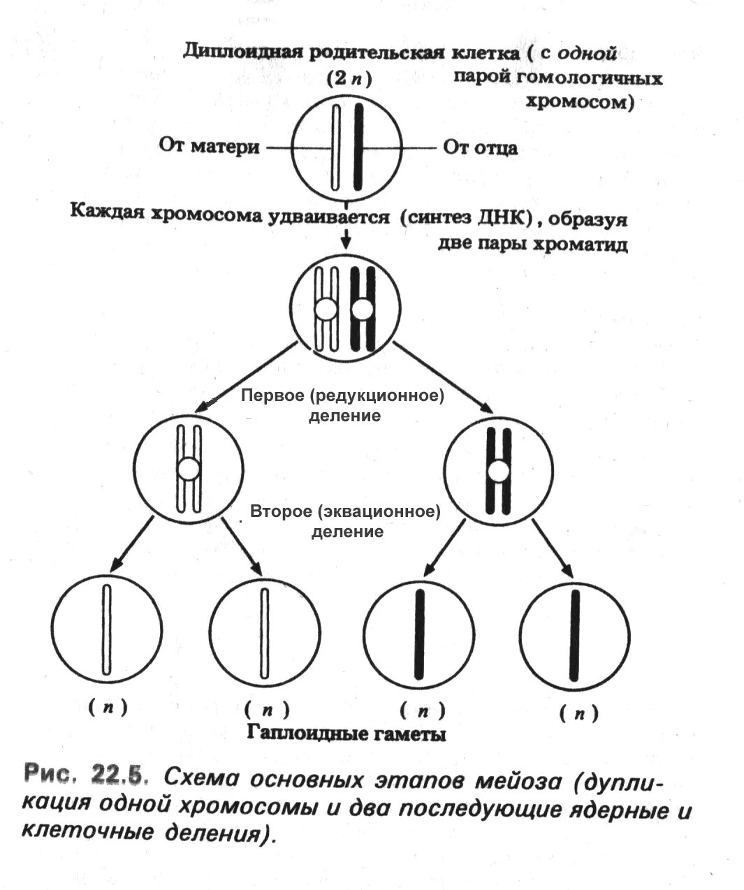 Этапы мейоза схема. Схема митотического деления диплоидной клетки. Схема основных этапов мейоза. Схема мейоза 2n 2. После окончания мейоза