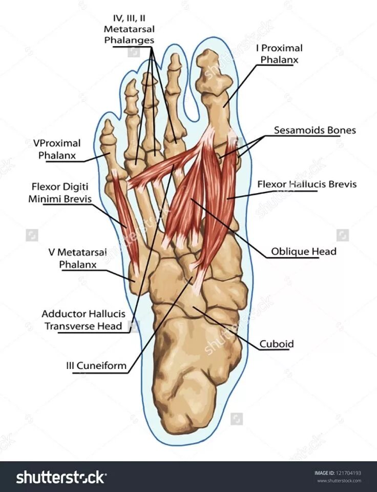 Фото стопы человека с названием. Стопа человека анатомия и физиология. Анатомическая карта стопы. Стопа ноги строение. Строение подошвы стопы человека.