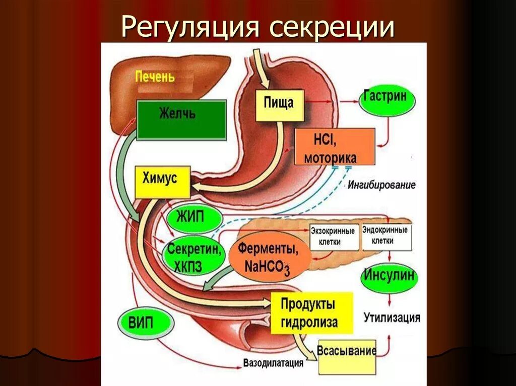 Желчь в процессе пищеварения. Регуляция выработки желчи. Схема регуляции образования и секреции желчи. Механизм секреции желчи физиология. Регуляция секреции 12 перстной кишки.