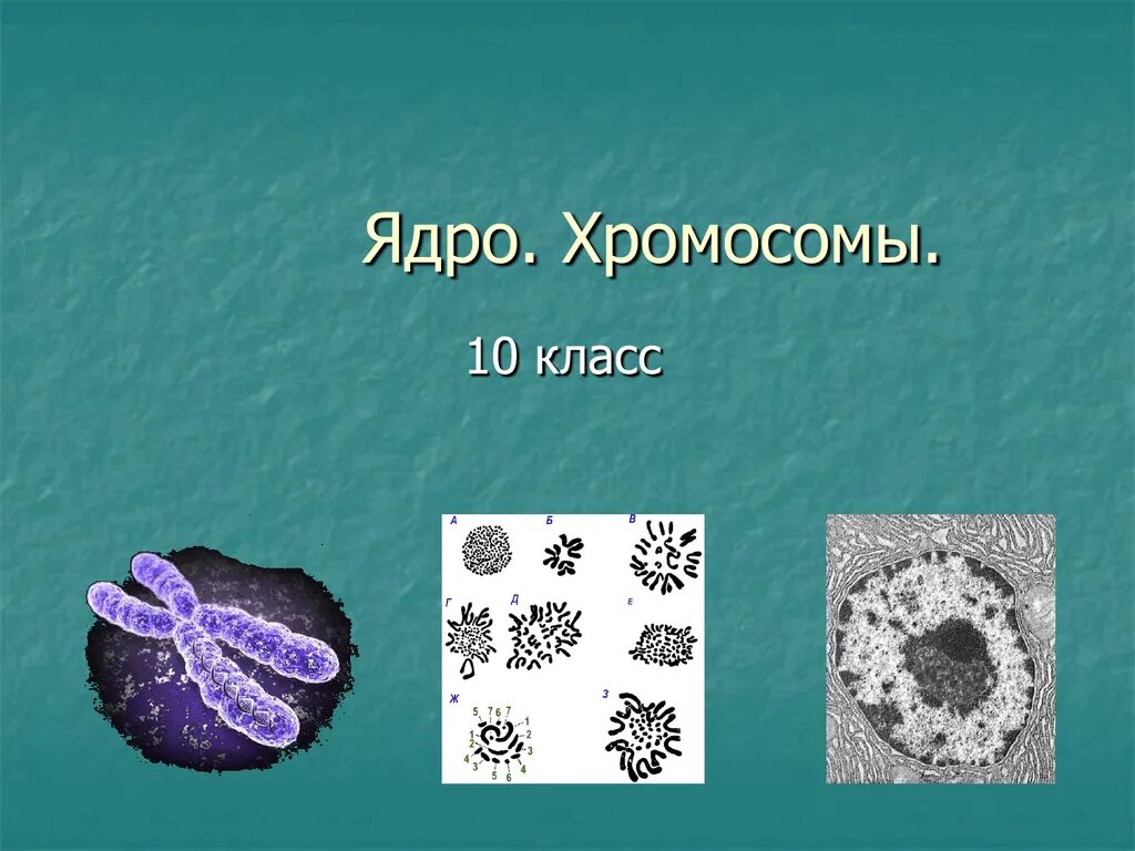 Клеточное ядро 10 класс. Клеточное ядро 10 класс