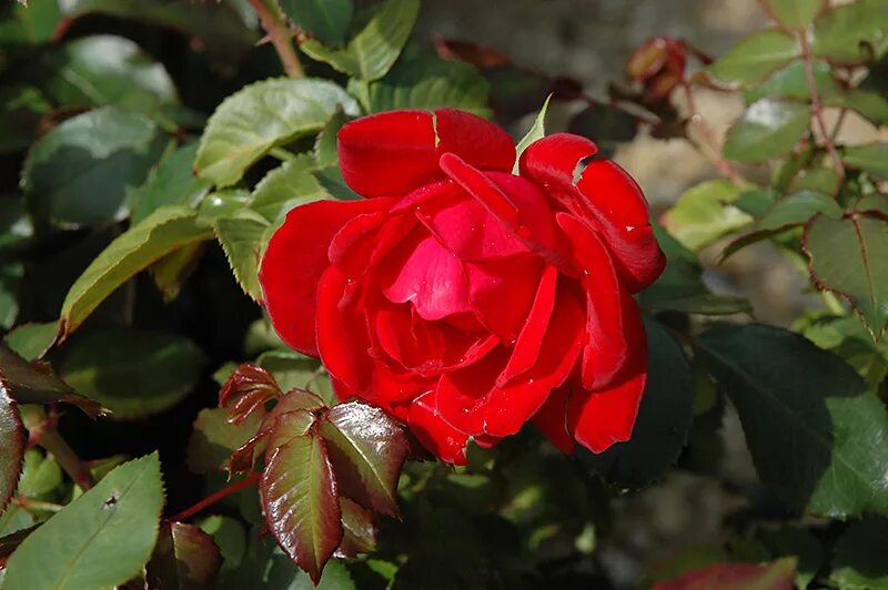 Rose hero. Герой (hero) роза. Роза герой. Rose hero. Роза доктор ватсон.