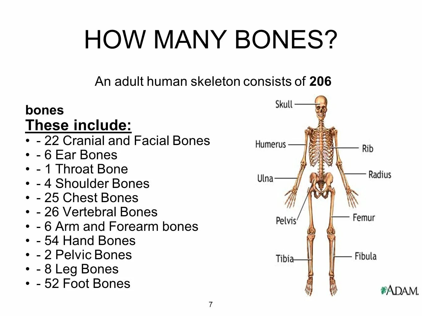 Bones how. How many bones. how many bones are there in the human body. how many bones has human. the skeleton consists of....