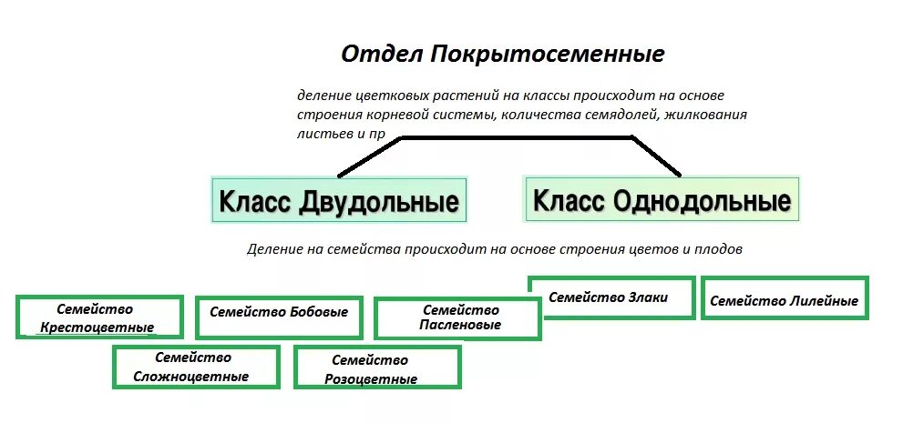 Основные классы покрытосеменных. Классификация покрытосеменных растений схема. Классификация семейств покрытосеменных. Систематика отдела Покрытосеменные. Отдел Покрытосеменные растения.