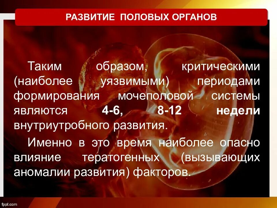 Патология пола. Внутриутробное формирование половых органов. Аномалии развития половых органов. Патология внутриутробного периода развития. Процесс формирования половых органов внутриутробно.