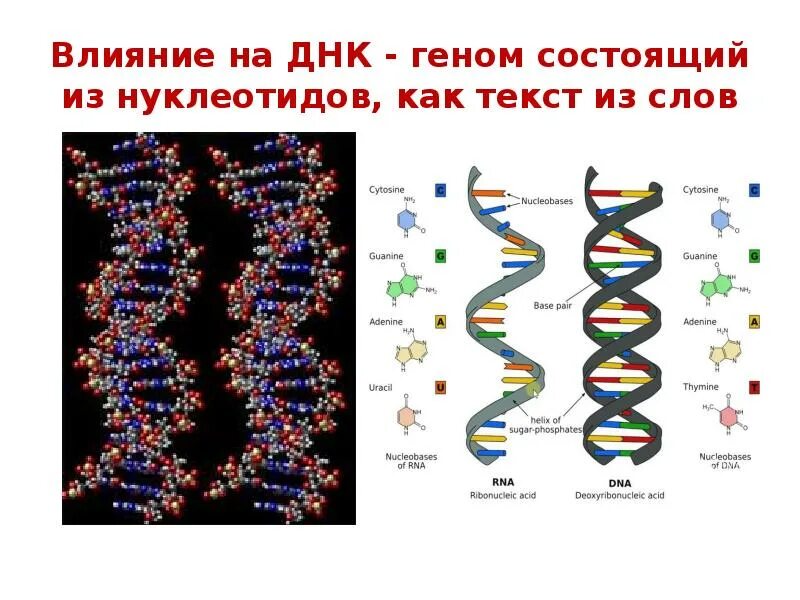 Днк человека положительно. Днк человека положительно