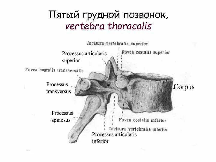 Грудной позвонок характеристика