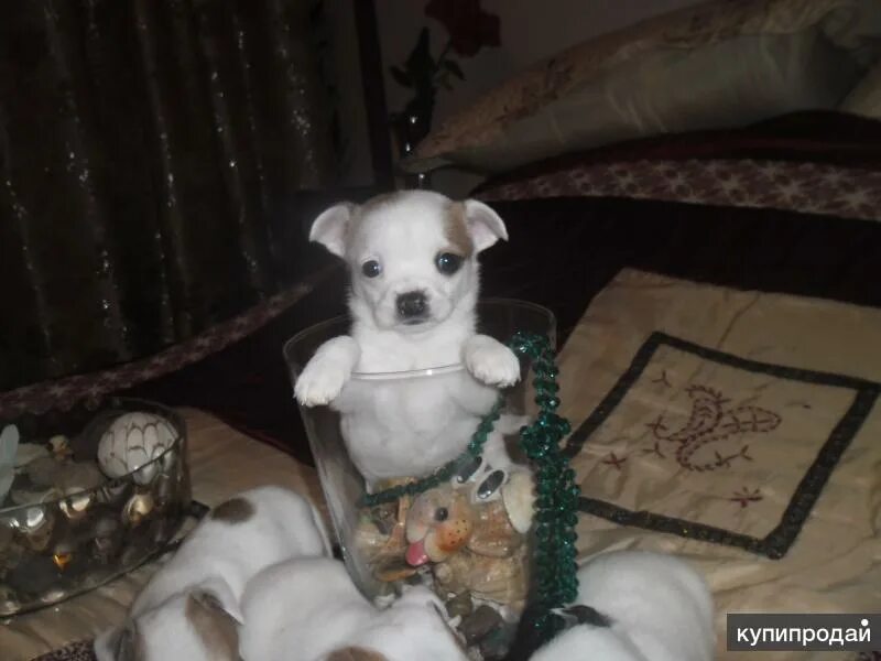 вио собака. чистокровная овчарка щенок. авито майкоп собаки. щенки немецкой овчарки в майкопе. авито майкоп собаки.