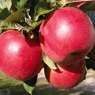 Плодовые почтой