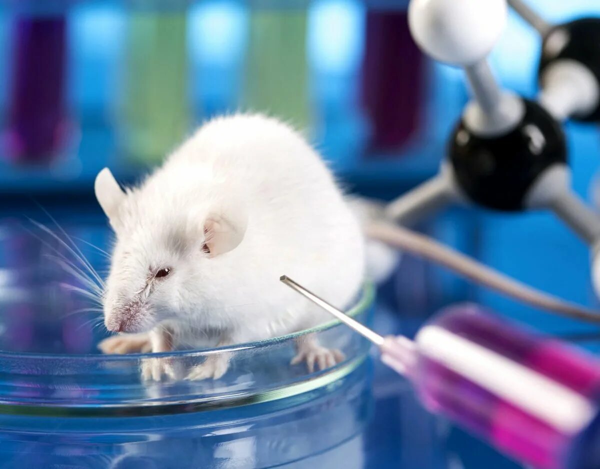 Лабораторные мыши. Лабораторная крыса. Заражение лабораторных животных. Крыса альбинос. Могучая мышь лабораторная.