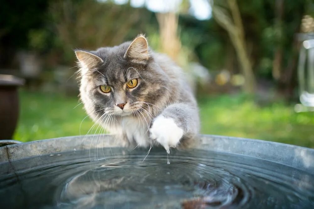 Вода лапа. Вода лапа