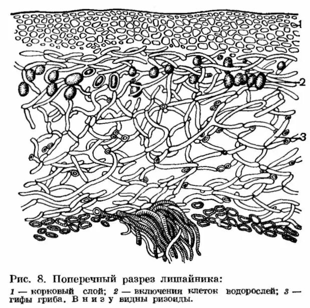 Поперечный срез таллома лишайника. Строение слоевища лишайников. Поперечный разрез таллома лишайника. Поперечный срез слоевища лишайника.