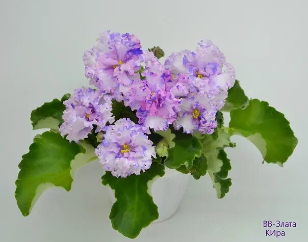 Фиалка ЛЕ-Злато скифов - Land Flowers