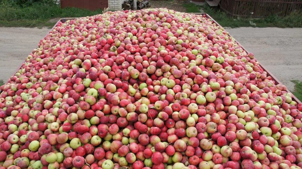 Купить яблоки в воронеже. Море яблок. Плантации яблок. Тонна яблок. Яблочный сад Воронежская область.