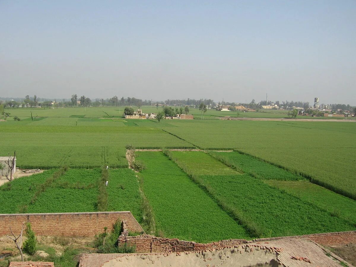 In northern india they harvest their. Пенджаб рис плантации. Пенджаб Пакистан. Пенджаб природа. Пенджаб климат.