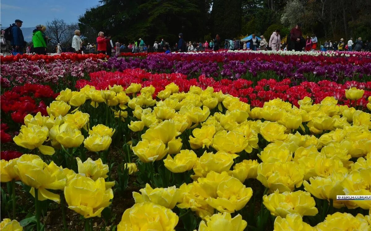 Тюльпан парад. Тюльпаны фото. Парад тюльпанов никитский ботанический сад 2023. Тюльпаны фото. Тюльпаны в ботаническом саду.