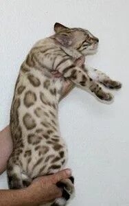 Бенгальская снежный окрас