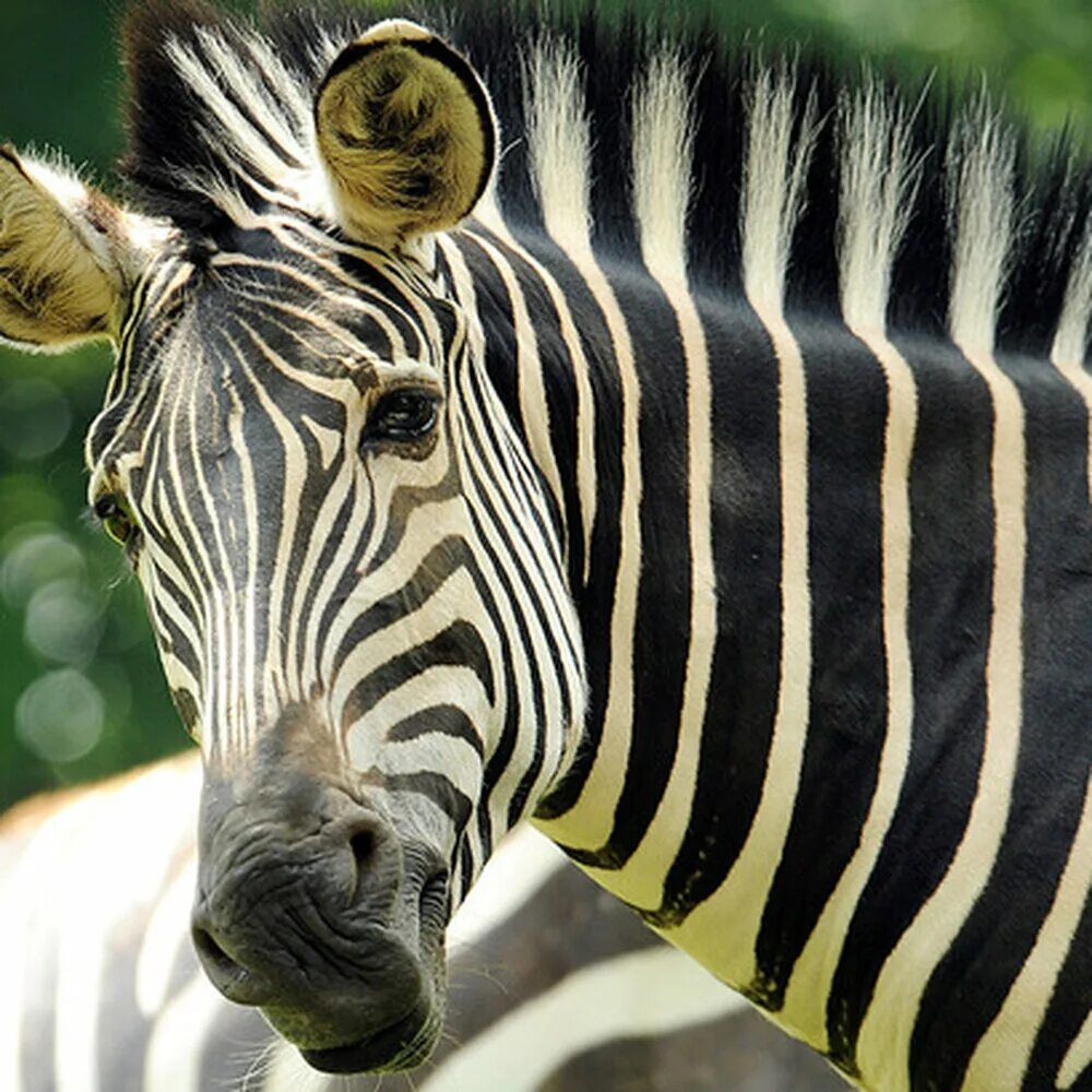 Zebra tiger. Zebra tiger. Тигр и зебра. Тигровая зебра. Тигр и зебра.