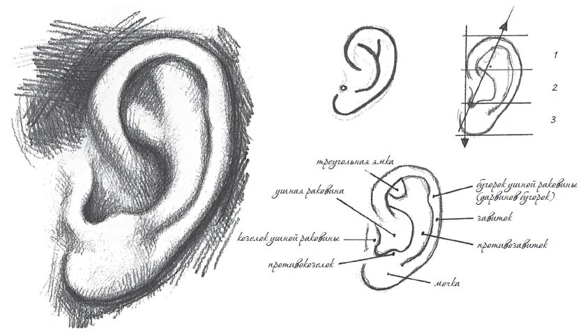 Строение уха человека козелок уха. Козелок ушной раковины анатомия. Ушная раковина схема анатомия. Схема уха козелок. Рассмотрите схематичные изображения уха человека