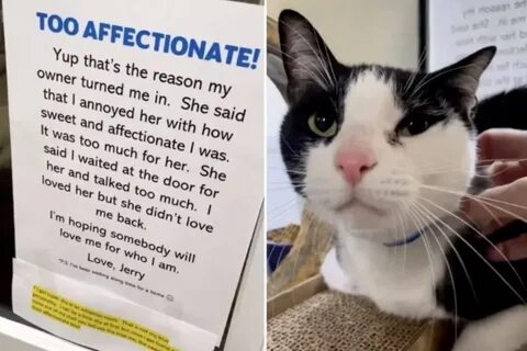 Сдать кота