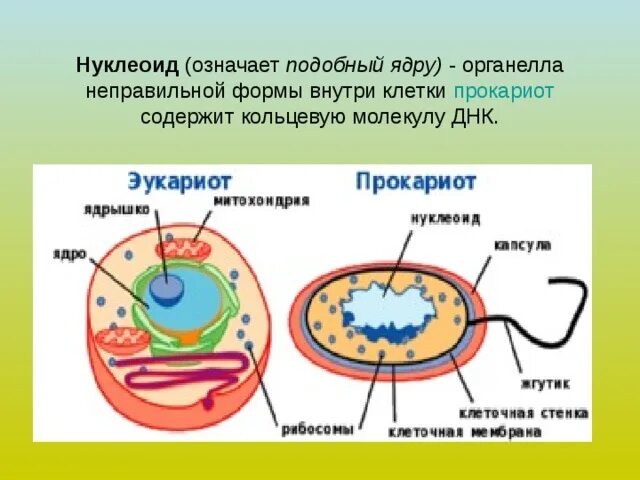 Нуклеоид прокариот