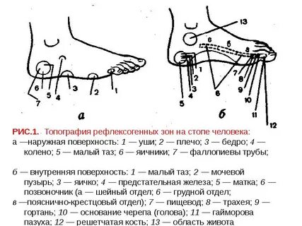 Рефлексогенная зона это