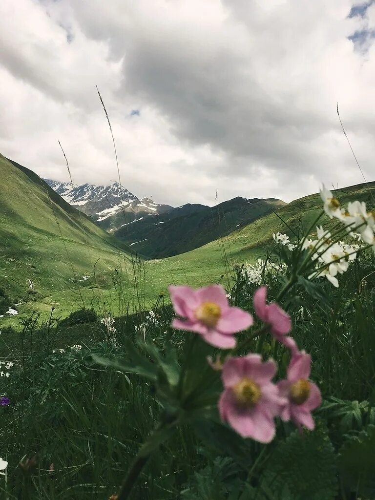 Северная осетия цветы. Северная Осетия Алания горы. Луга Северной Осетии. Ландшафт Северной Осетии. Северная Осетия Алания горы и цветы.