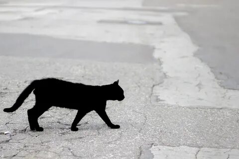Кошка перебежала дорогу перед машиной