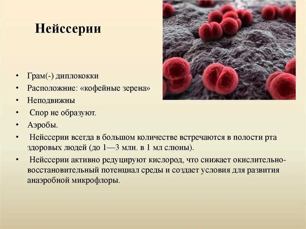 Диплококки что означает
