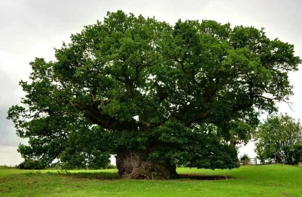 Большой дуб. Oak Moka дерево. Bowthorpe Oak. Славонский дуб дерево. Коренастый дуб.