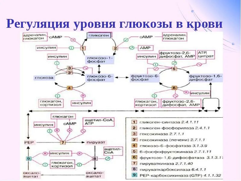 Схема регуляции уровня Глюкозы. Регуляция уровня Глюкозы в крови схема. Роль инсулина в регуляции уровня Глюкозы.. Регуляция уровня Глюкозы крови. , глюкагона. Голод после инсулина