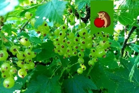 Смородина 5