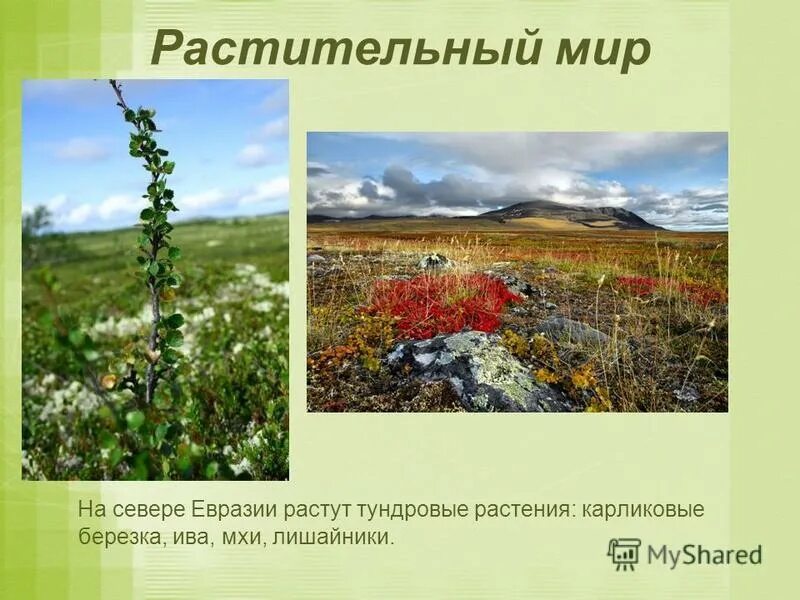 Какие растения есть в евразии. Растительный мир Евразии. Растительный мир севера. Растительный мир Северной Евразии. Растения растущие в Евразии.