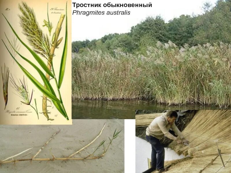 Значение тростника. Тростник обыкновенный phragmites australis. корневище тростника обыкновенного. строение тростника. корневище камыша обыкновенного.