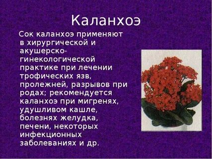 Описание цветка каланхоэ