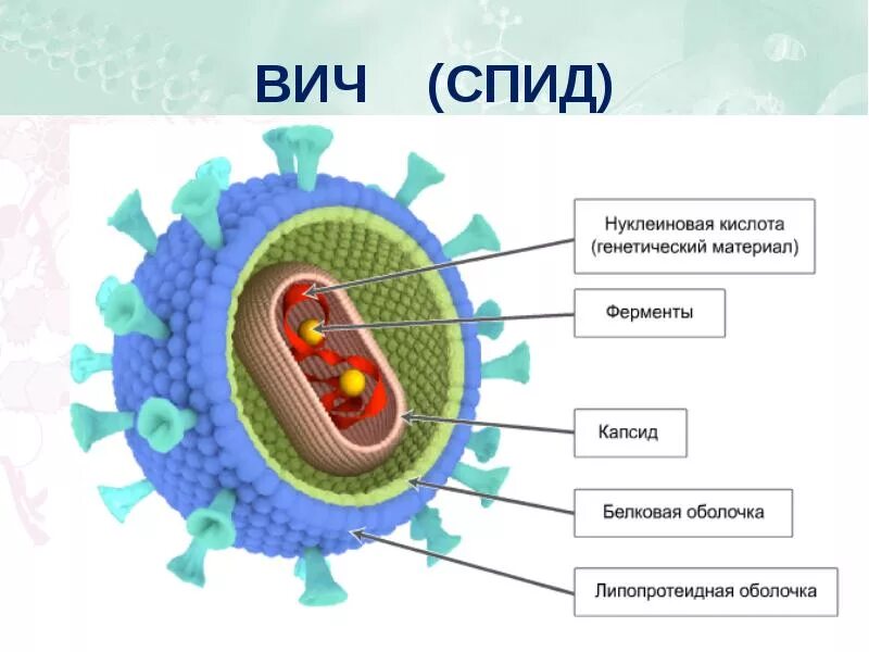 Белковый капсид. Строение ВИЧ вируса схема. Строение нуклеиновых кислот вирусов. Строение клетки вируса СПИДА. Вирусная клетка строение рисунок.