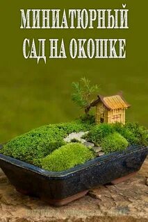 Мох в горшке