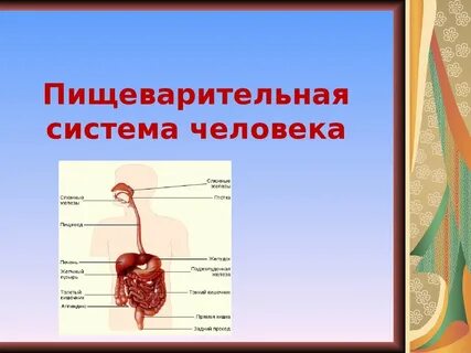 Работа пищеварительной системы человека