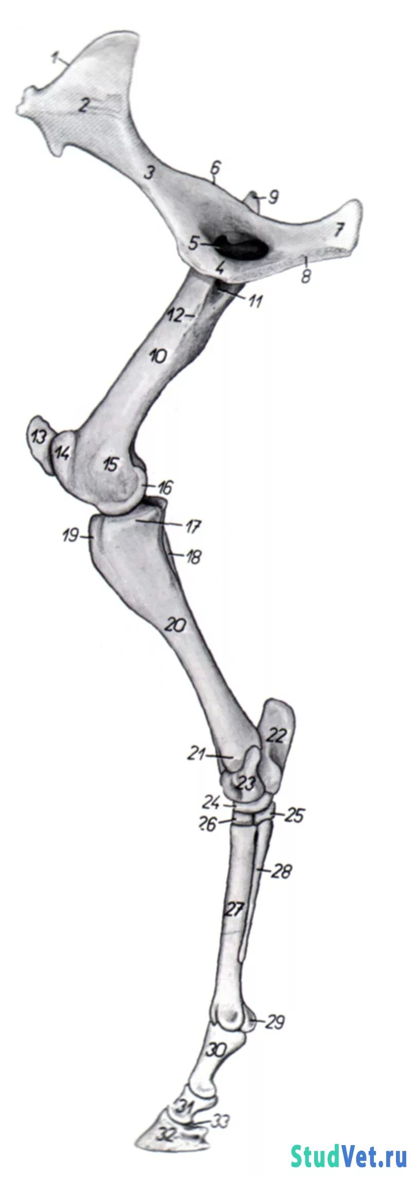 Скелет конечностей собаки