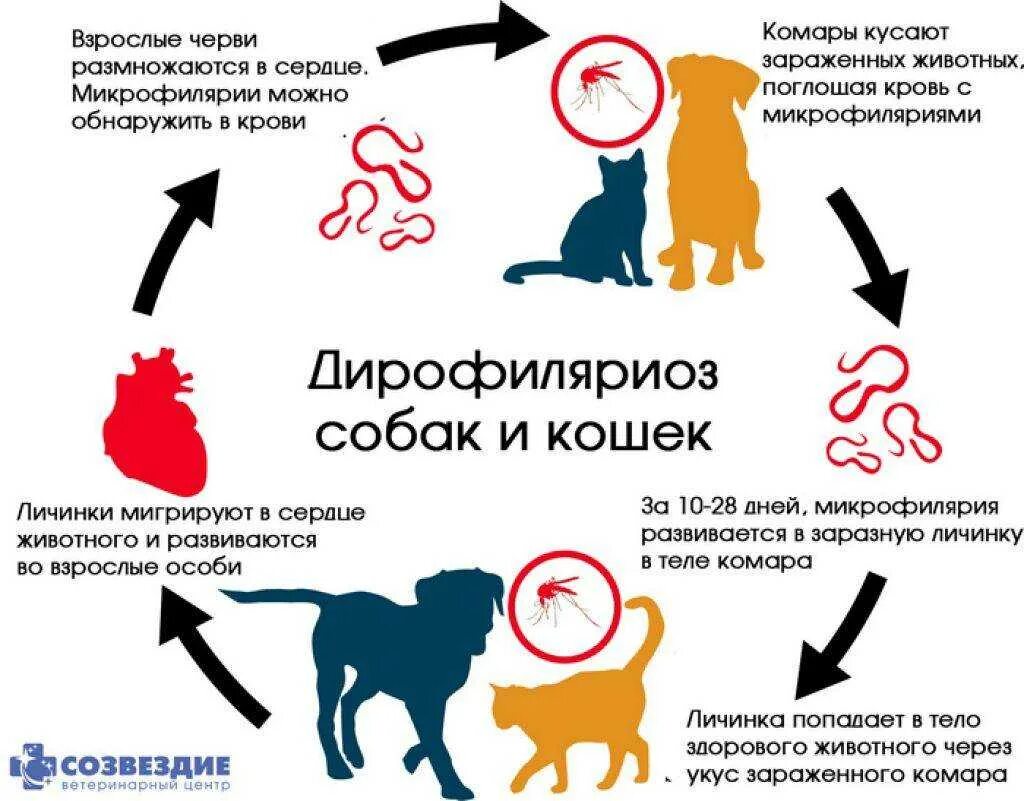 Может ли человек заразиться кошачьим. Дирофиляриоз цикл развития у животных. Цикл развития дирофилярий у собак. Жизненный цикл дирофилярии схема.