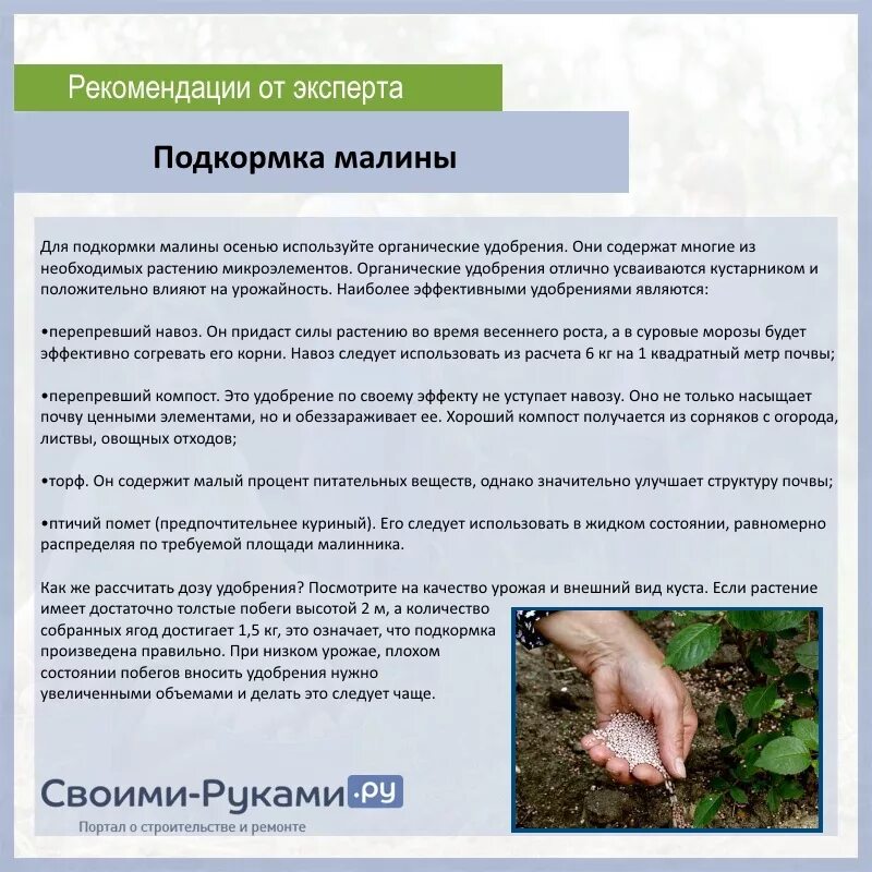Какие удобрения вносить при посадке малины. Какие удобрения вносить при посадке малины