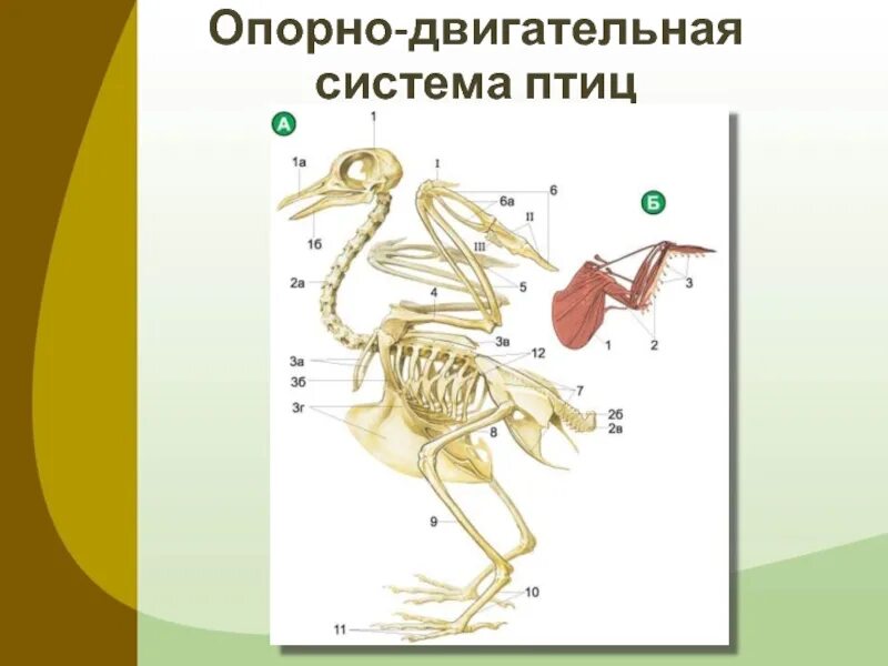 Конечности птиц таблица. Опорно двигательная система птиц 7 класс биология. Опорно двигательная система птиц скелет. Схема опорно двигательной системы птиц. Строение опорно двигательной системы птиц.