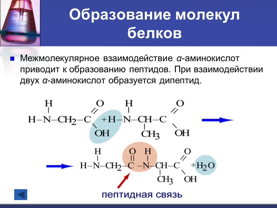 Образование полипептидной связи. Образование дипептидов аминокислот. Аминокислоты образование пептидной связи. Пептид из 2 2 аминокислоты. Аминокислоты образование пептидов.