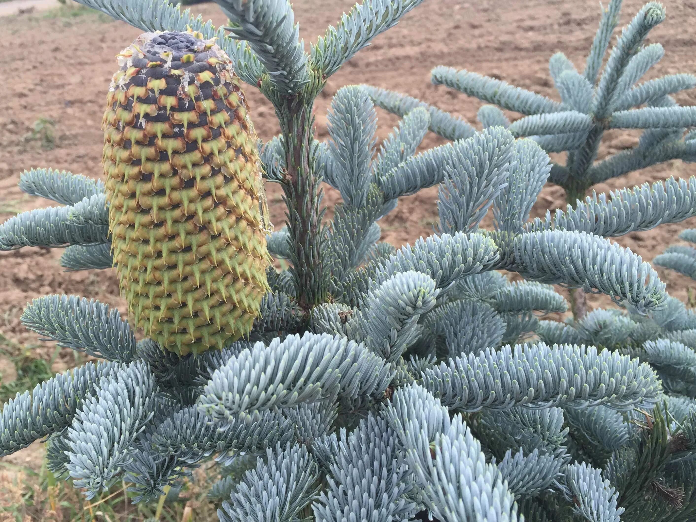 пихта элеганс. пихта высокорослая процера глаука. пихта благородная глаука. пихта процера глаука. пихта испанская (сорт 'horstmann').
