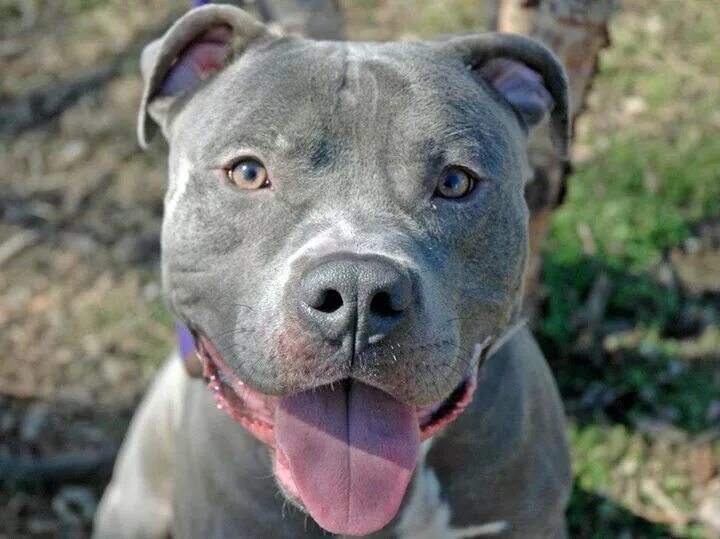 Булли американский булли покет. Американский питбуль серый. Американский питбультерьер adba. Порода собак булли. Питбуль виды.
