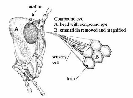 Compound eyes