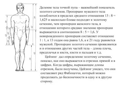 Какие пропорции существуют между частями тела