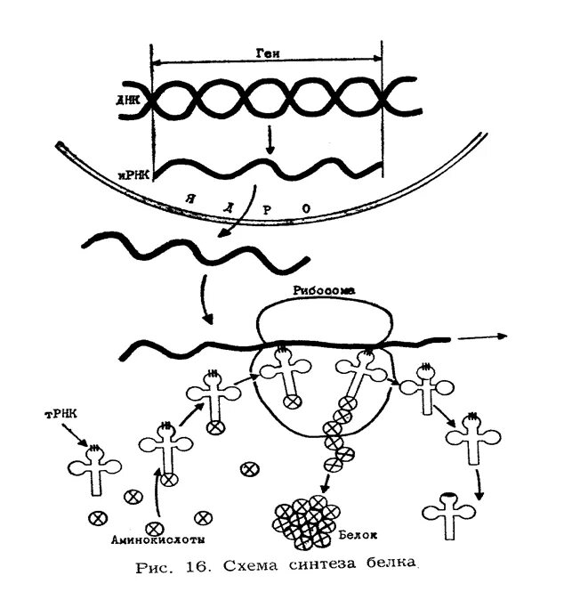Механизм биосинтеза. Синтез белка схема. Схема синтеза белка в рибосоме. Биосинтез белка схема.